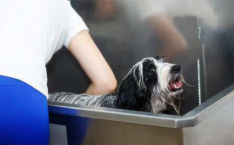 En svart och vit hund står i ett hundbadkar medan en person tvättar den, med fokus på hundens glada ansiktsuttryck och blöta päls
